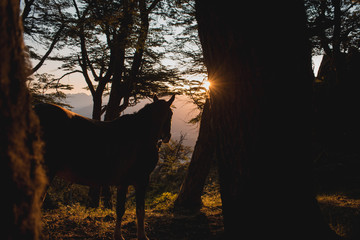 Silueta de caballo contemplando puesta de sol