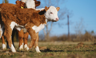 Hereford calf close up on farm.