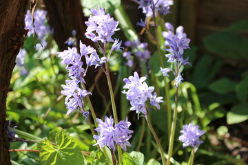 forget me not flowers