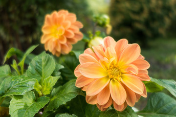 Close up view onto decorative cream colored flower of Dahlia Peaches in peak of its blossom. Other flowers are on blurred background