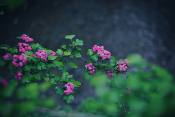 a beautiful natural photo of flowers