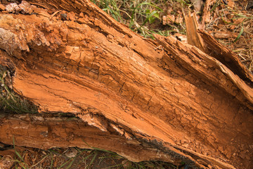 
dry trunk of a fallen tree