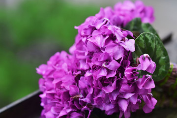 Fototapeta premium Lilac Violet Flowers