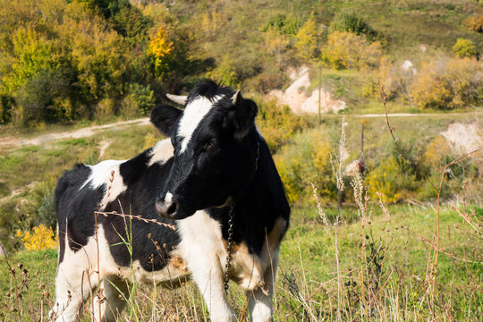 Young black & white cow, tied to chain, turning his head. Animal is standing on hill. Rural background contains some plants & forest
