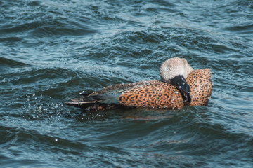 Pato en reserva natural y agua limpia