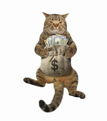 The beige cat is sitting with a sack of usa dollars. White background. Isolated.