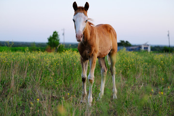 Naklejka na ściany i meble Young foal horse in summer farm field with morning sky background.