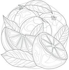 Citrus fruits.
Oranges and lemon.Coloring book antistress for children and adults. Illustration isolated on white background.Zen-tangle style.