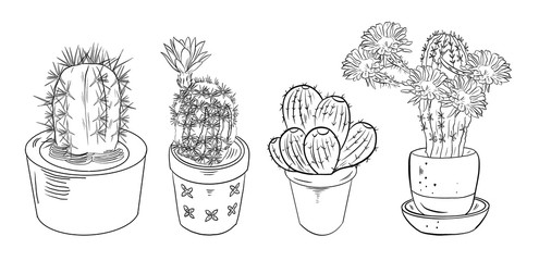 Cacti sketch in pots for coloring books. Black white digital drawing of succulents on a white isolated background.