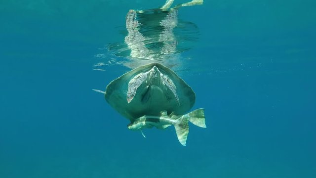 Sea turtle with three Remorafish under shell dives to deep. Follow shot, back view. Green Sea Turtle (Chelonia mydas) and Remora fish (Echeneis naucrates), Red Sea, Egypt