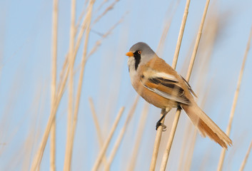 Male Bearded Tit, Panurus Biarmicus, Perched On A Reed In A Reed Bed Defending Its Territory. Taken at Stanpit Marsh UK