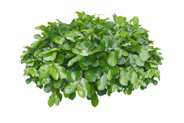 Fototapeta na wymiar Green bush isolated on white background. 