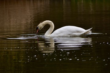 Naklejka premium Serene Swan 3