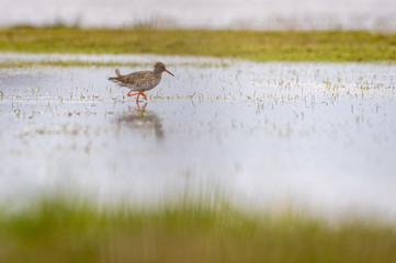 Common redshank (Tringa totanus) foraging in the water