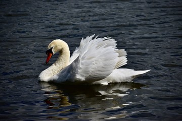 Swan Ruffled Feathers