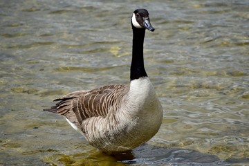 Canadian Goose