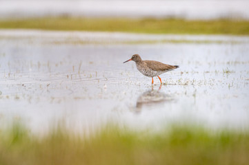 Common redshank (Tringa totanus) foraging in the water