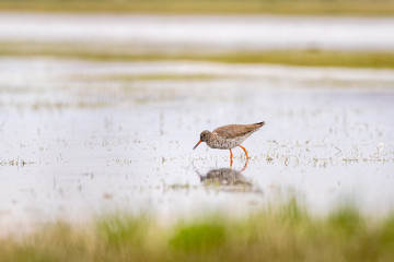 Common redshank (Tringa totanus) foraging in the water