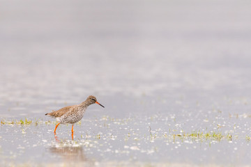 Common redshank (Tringa totanus) foraging in the water