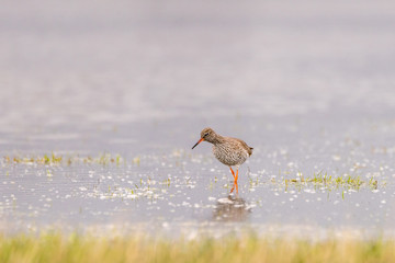 Common redshank (Tringa totanus) foraging in the water