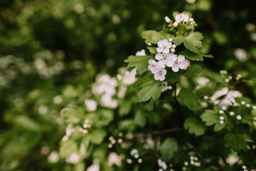 Tender white hawthorn flower in the garden in the spring