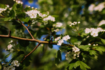 A flowering branch of hawthorn with green leaves on a spring sunny afternoon, warmth