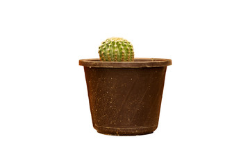 Potted globe cactus isolated on white background