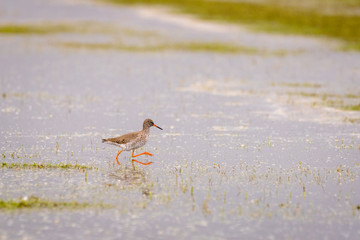 Common redshank (Tringa totanus) foraging in the water