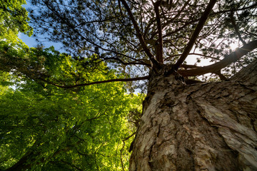 Fototapeta premium Woodland in summer day