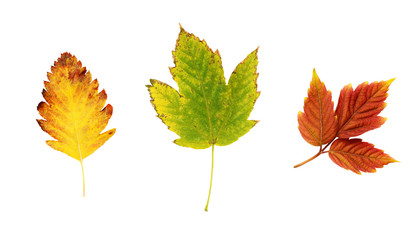 Set of colorful autumn leaves