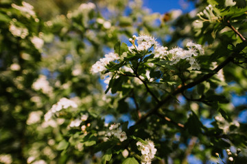 Hawthorn flowers on a branch of green spring in the garden, nature