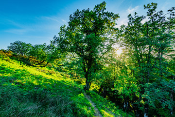 Bosque con arboles, verde