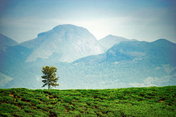 Single tree in tea garden in the backdrop of mountains