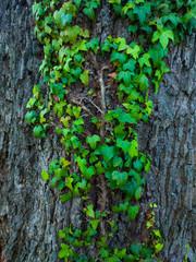 Detail of a sessile oak in spring in a forest in the Valle de Liendo in the province of Cantabria. Autonomous Community of Cantabria, Spain, Europe