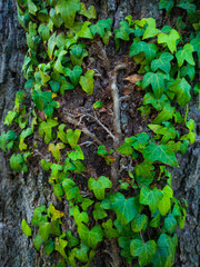 Detail of a sessile oak in spring in a forest in the Valle de Liendo in the province of Cantabria. Autonomous Community of Cantabria, Spain, Europe