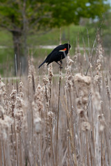 red winged black bird perched