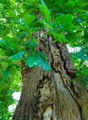 Obraz premium Detail of a sessile oak in spring in a forest in the Valle de Liendo in the province of Cantabria. Autonomous Community of Cantabria, Spain, Europe