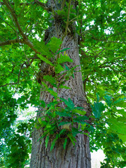 Detail of a sessile oak in spring in a forest in the Valle de Liendo in the province of Cantabria. Autonomous Community of Cantabria, Spain, Europe