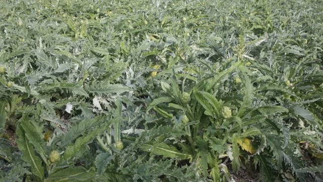 Farm field with green artichoke plants 