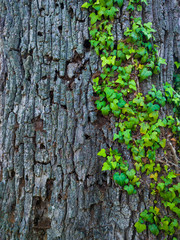 Detail of a sessile oak in spring in a forest in the Valle de Liendo in the province of Cantabria. Autonomous Community of Cantabria, Spain, Europe