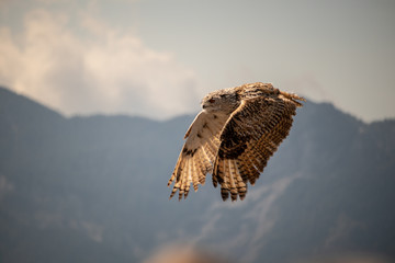 View of a starting, flying snowy owl against a forest and mountain background with blue sky