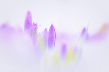 wonderfulp View of close-up magic blooming spring flowers crocus