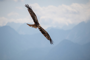 View of a launching, flying sea eagle against a forest and mountain background with blue sky