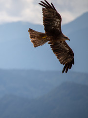 View of a launching, flying sea eagle against a forest and mountain background with blue sky