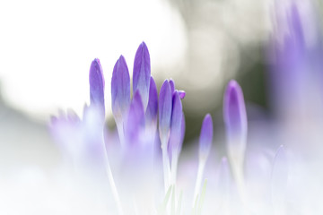 wonderfulp View of close-up magic blooming spring flowers crocus