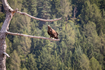 View of a launching, flying sea eagle against a forest and mountain background with blue sky