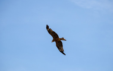 View of a launching, flying sea eagle against a forest and mountain background with blue sky