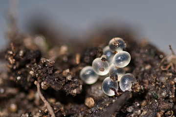 Land slug eggs macro, textured with selective focus and blurred background, small translucent eggs on the surface of the brown compost garden soil,  pests control concept