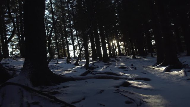 Sun beams shining through forest trees winter Iceland sliding