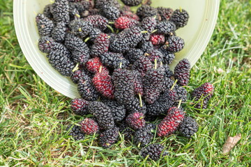 Freshly picked ripe mulberries